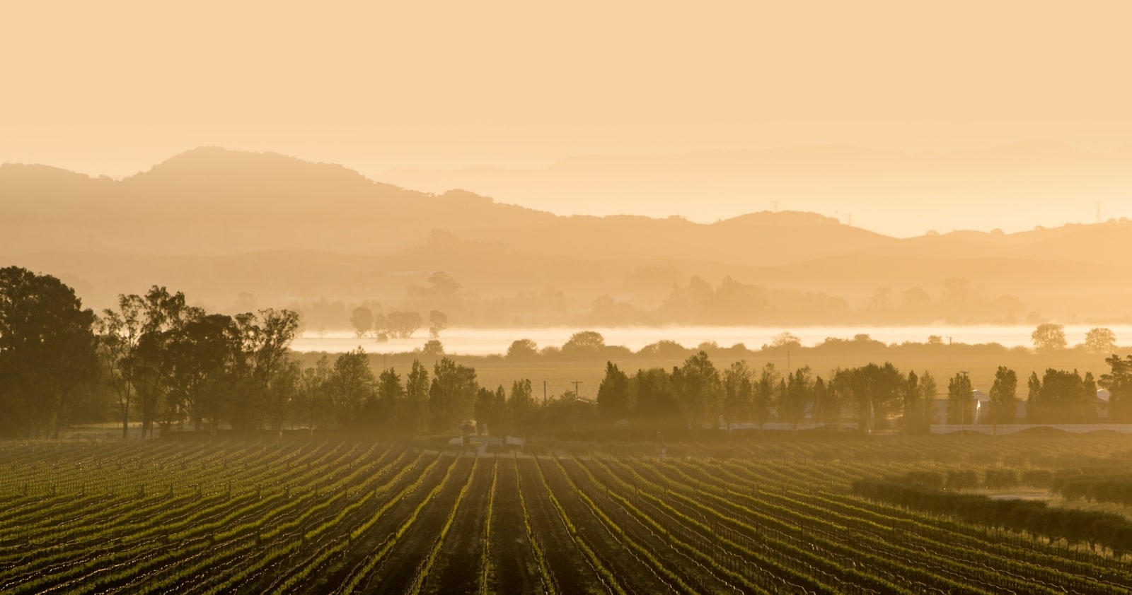 Wine Institute Export Program